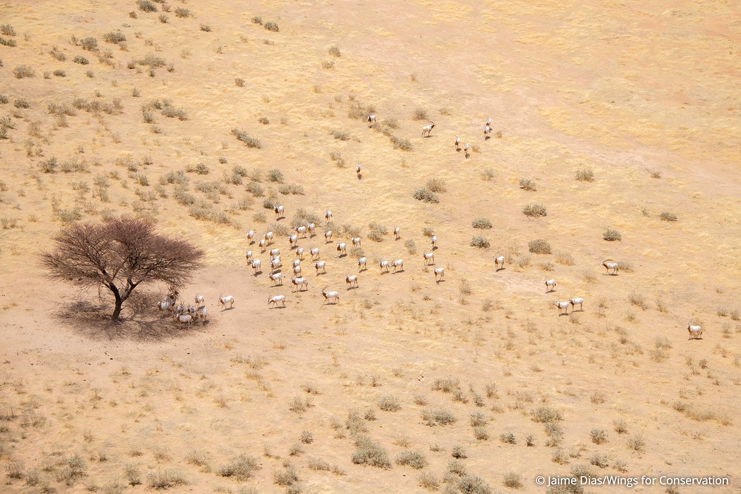 Réchauffement climatique : impact sur la faune tchadienne