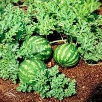 Santé: les bienfaits de la pastèque pendant la canicule à N'Djamena