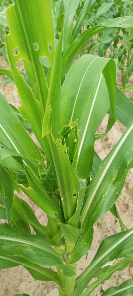 Cameroun - Sécheresse à Garoua : Prières et sacrifices pour implorer la pluie