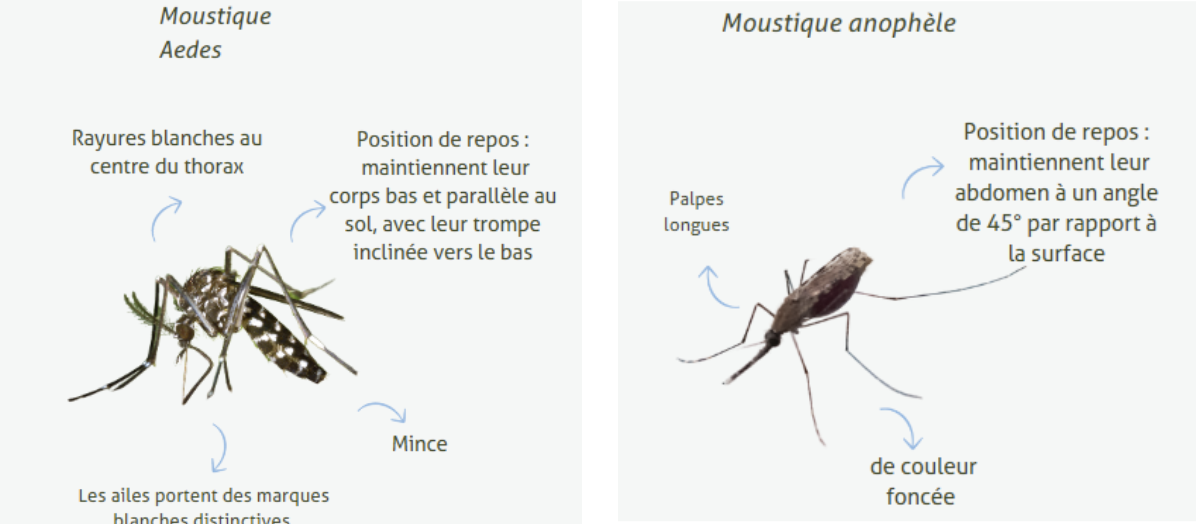 Dengue ou paludisme? Comment distinguer les maladies transmises par les moustiques