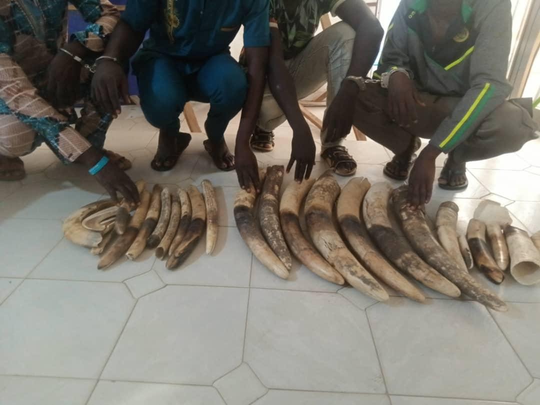 Togo : 4 trafiquants d’ivoire condamnés à 36 mois de prison dont 24 mois de sursis