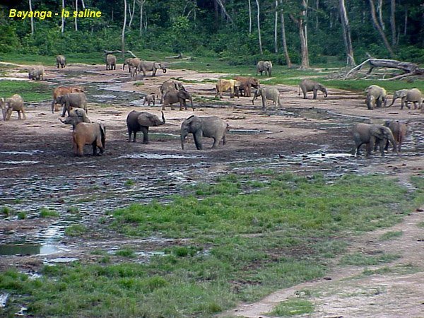 LETTRE DE REMERCIEMENTS, DE VOEUX DU CPR AUX CENTRAFRICAINS