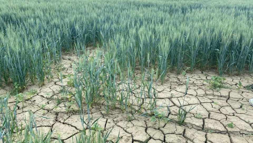 Tchad : à Bongor, la culture irriguée du riz menacée par une pénurie de gaz