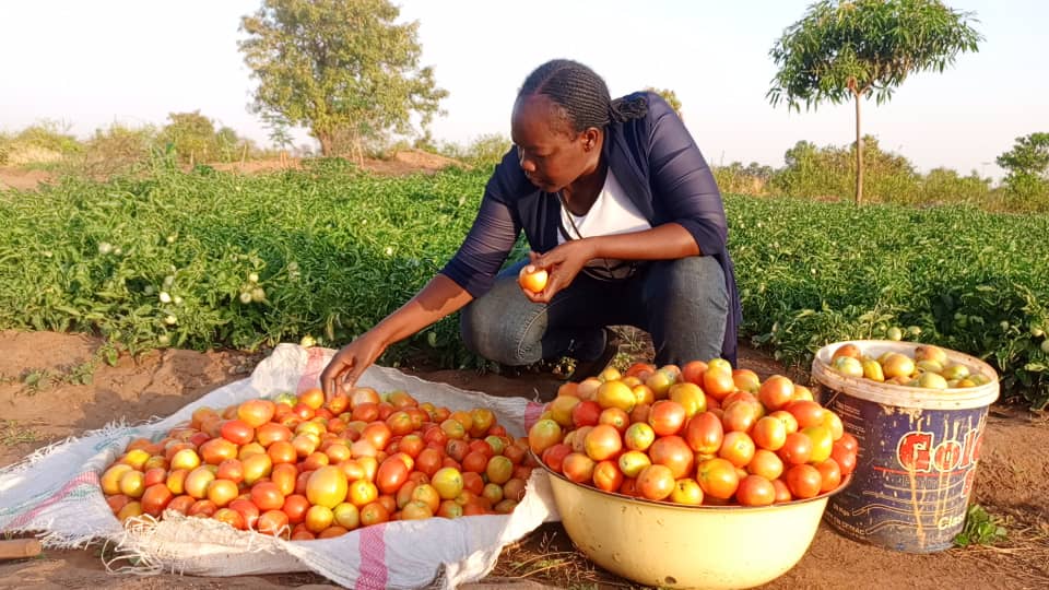Tchad : Dendjim Antoinette, une agronome engagée dans la culture biologique à Mbagti