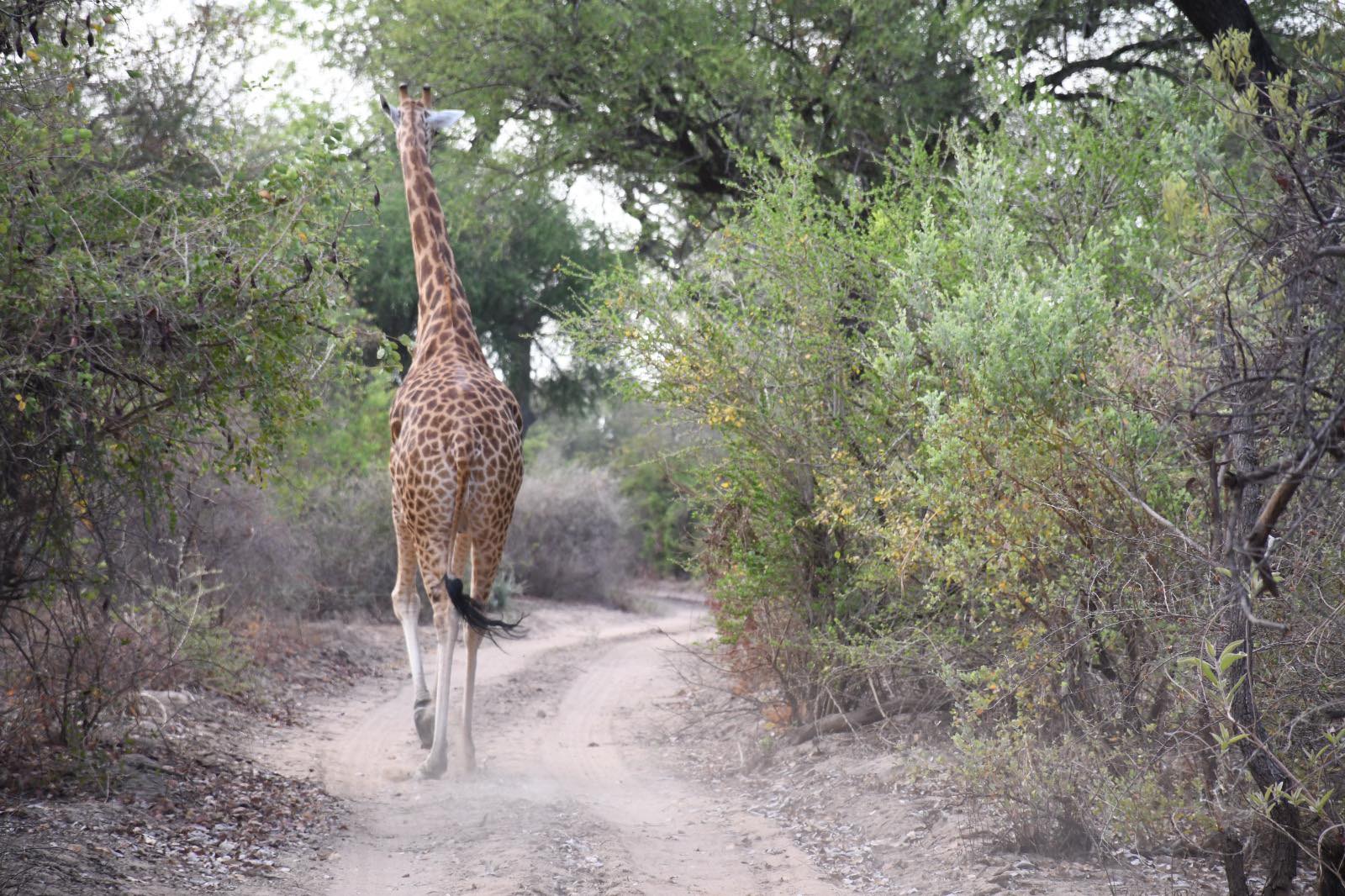 Tchad : Immersion éducative des étudiants de l'ENA au cœur du Parc National de Zakouma