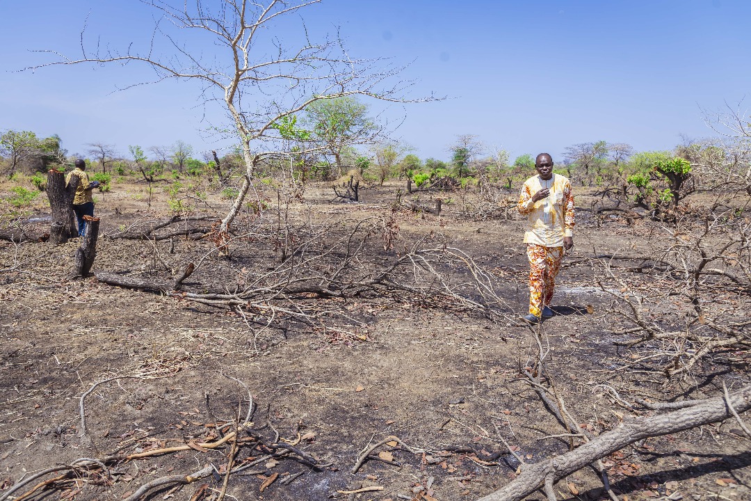 Tchad : Destruction massive d'arbres sur le site pétrolier de Cécilia - Le Ministère de l'Environnement saisit la justice