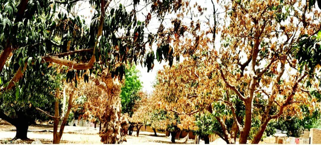 Tchad : l'impact de la canicule constitue une menace à l'écosystème