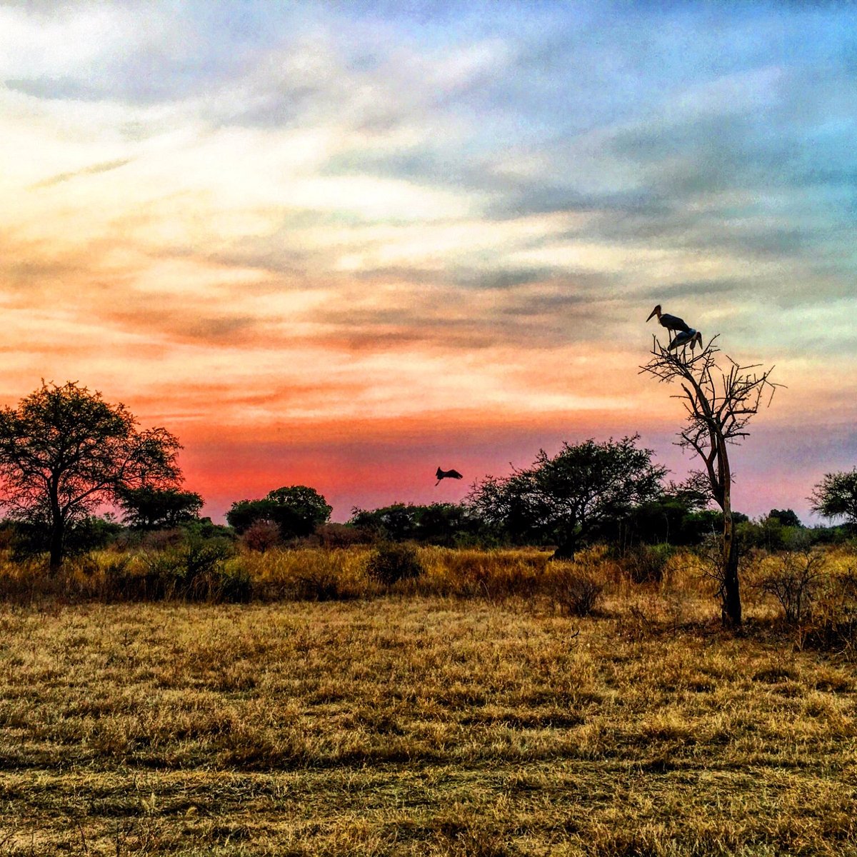 ​Tchad : Crash d’un avion de surveillance au parc national de Zakouma – Deux morts