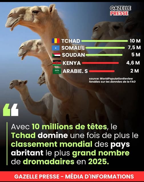 Info et Image : Gazelle Presse
