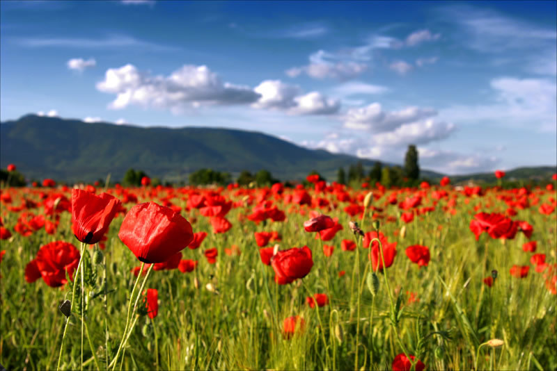 Bonne fête de Saint Valentin à mes amies, mes sœurs, mes mamans et à toutes les femmes Centrafricaines