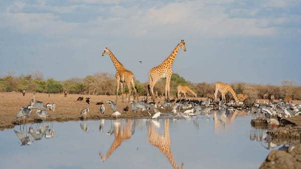 Info et Image : Zakouma National Park