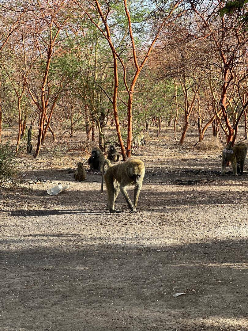 Tchad - Tourisme / Les babouins de Zakouma : Des rencontres insolites et divertissantes au cœur du parc national