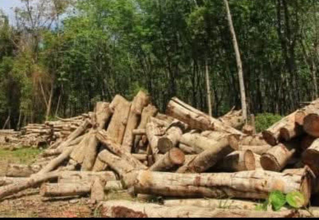 Guinée : repos biologique, interdiction temporaire de coupe de bois