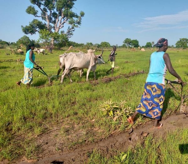 Tchad : Perspectives favorables pour la saison agricole malgré des disparités pluviométriques
