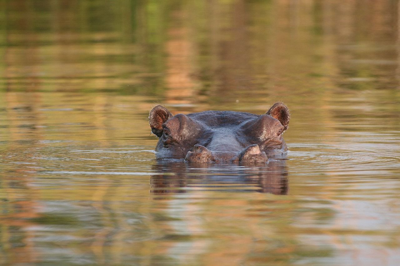 Tchad : Alerte à l'anthrax après la mort d'hippopotames à Youé