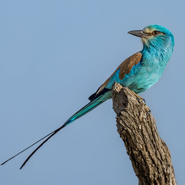 Image : Zakouma National Park