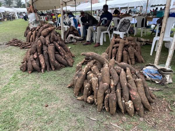 Cameroun : Le festival international du manioc bat son plein à Douala