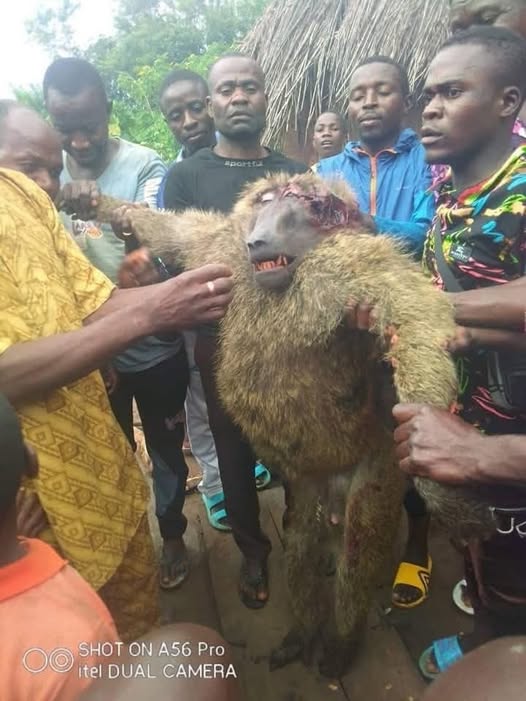 Image : Visiter le Cameroun avec moi