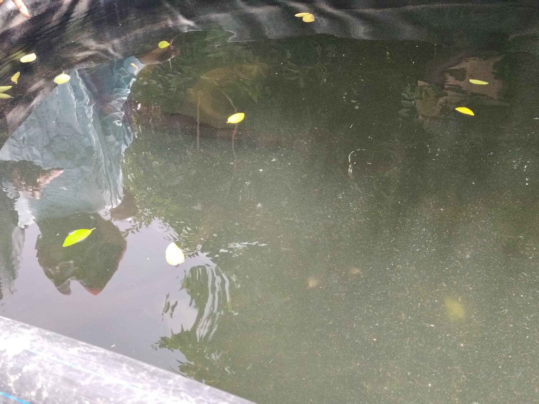 Tchad :  visite du délégué général du gouvernement à la pisciculture de Mao