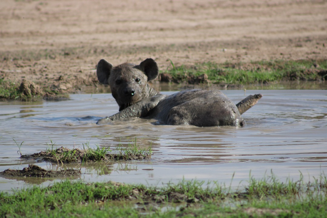 Image : Zakouma National Park