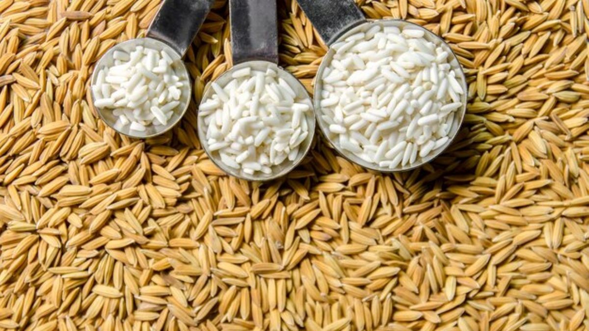 Riz paddy : la CEMAC atteint 774 000 tonnes en 2024 grâce au Tchad