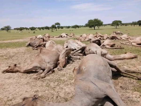 Tchad : 33 dromadaires foudroyés dans le Sud Kanem