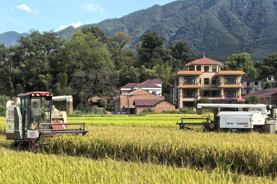 Min Lixiang operates a harvester in Tuqiao village, Yantian township, Anfu county, Ji'an, east China's Jiangxi province. (People's Daily/Yang Yanfei)
