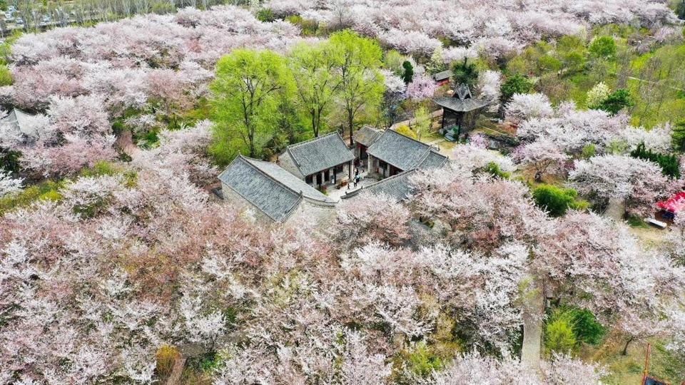 Photo taken on March 29, 2025 shows cherry blossoms in Yanling county, central China's Henan province. (Photo/Niu Shupei)