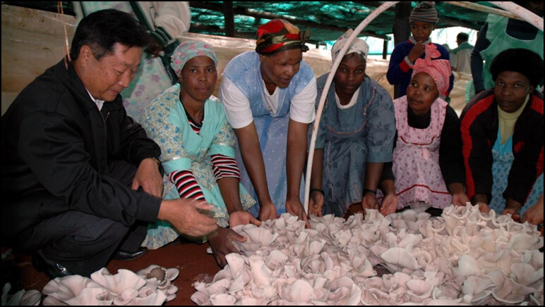 A Chinese expert of Juncao technology instructs foreign women on cultivating Juncao grass. (Photo from the National Engineering Research Center of Juncao Technology of the Fujian Agriculture and Forestry University)