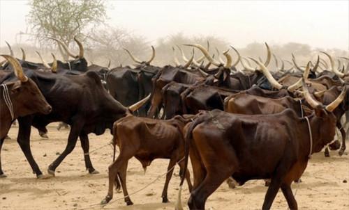 Tchad : premier fournisseur de bétail au Cameroun avec 35,7 milliards de FCFA d’exportations en 2024