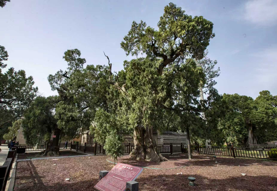 Photo shows ancient cypresses in the Cangjie Temple. (Photo/Peng Yipeng)
