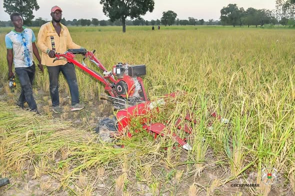 Burkina Faso – Campagne agropastorale 2025-2026 : Le Ministre d’État Ismaël SOMBIÉ assiste à la récolte mécanisée du riz à Karaba