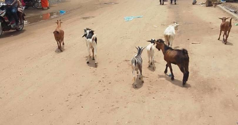 Tchad : à N’Djamena, des hommes en treillis se servent dans les troupeaux des pauvres à Ambata