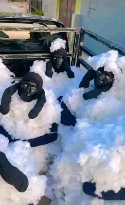 Insolite Algérie : Ils tentent de rejoindre l'Espagne déguisés en moutons !