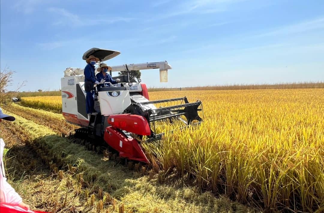 Tchad : récolte du riz à Bongor, la technologie agricole chinoise mise à contribution