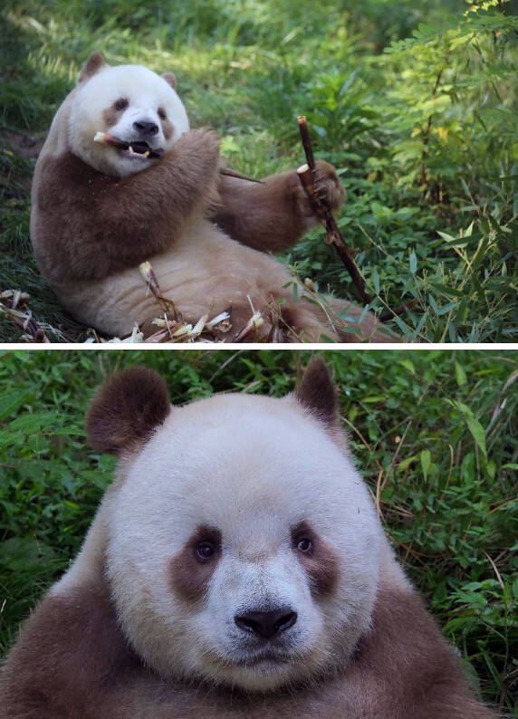 Photo shows Qizai, the only captive brown giant panda in the world. (Photo from the WeChat official account of the cyberspace administration of Xi'an)
