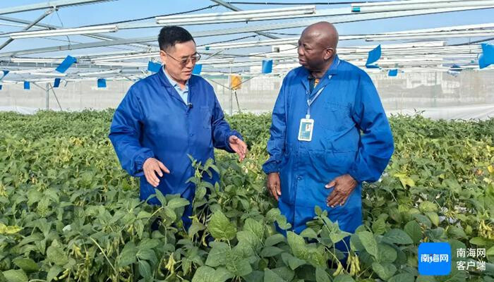 Han Tianfu exchanges experiences with a foreign expert on soybean breeding. (Photo/Li Shengfu)