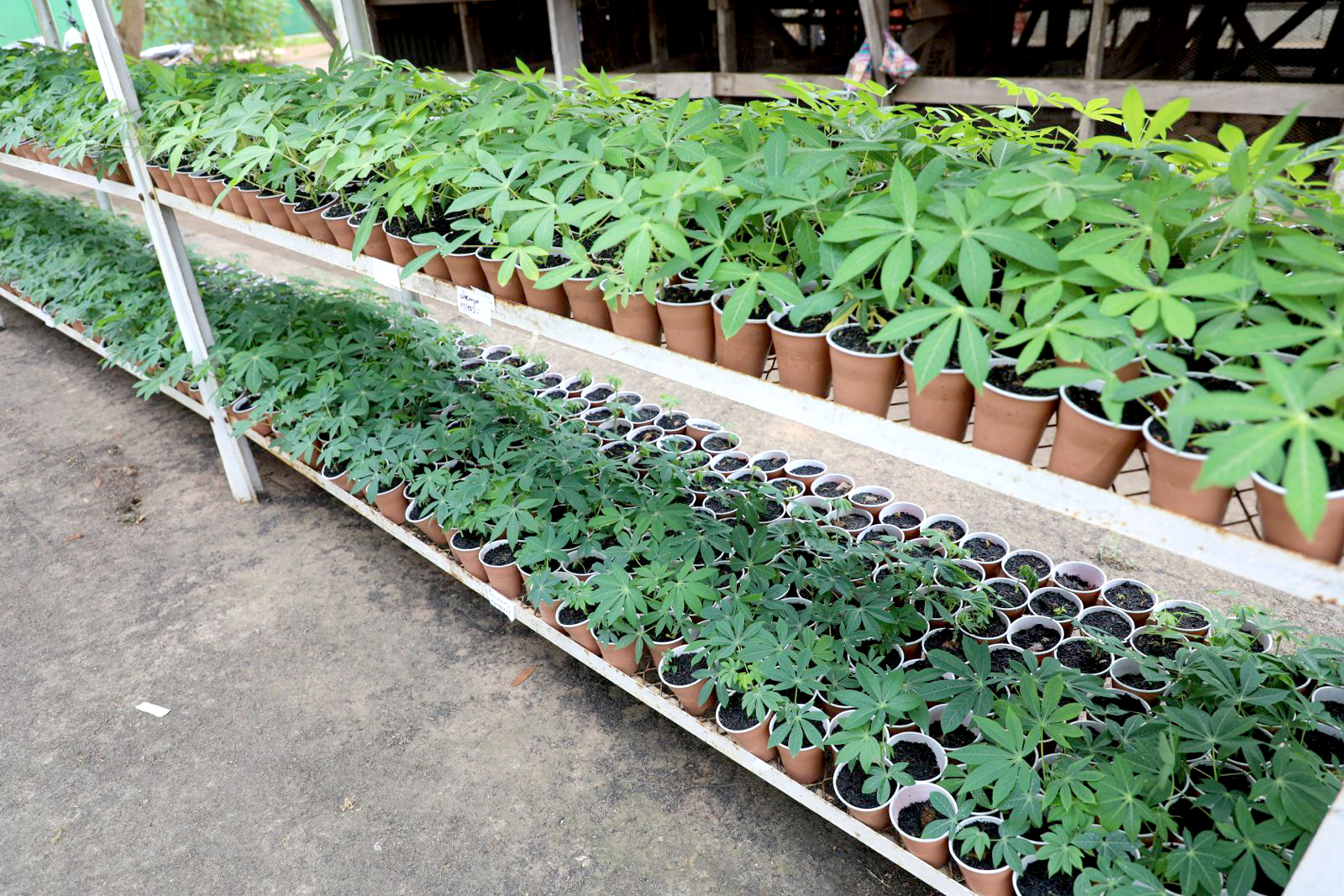 Côte d’Ivoire : le CNRA renforce les capacités nationales de production de semences de manioc