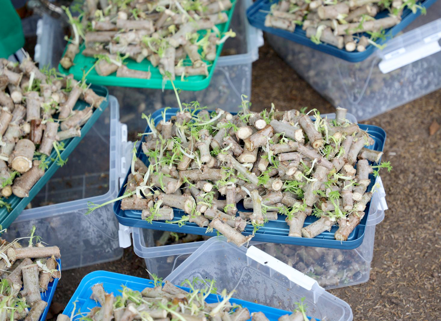 Côte d’Ivoire : le CNRA renforce les capacités nationales de production de semences de manioc