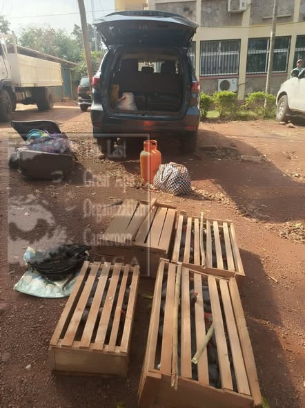 Cameroun : trois personnes, dont un Ghanéen, arrêtées pour trafic de perroquets à Bertoua