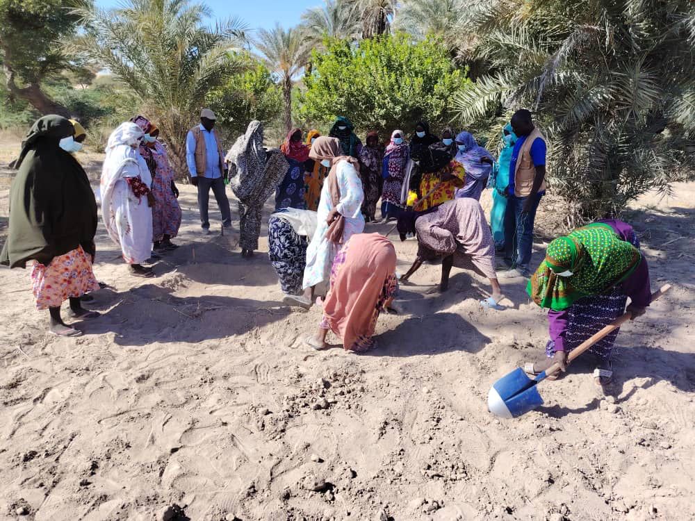 Kanem : Vers une autonomie maraîchère durable avec le P2-P2RS et l'ANADER