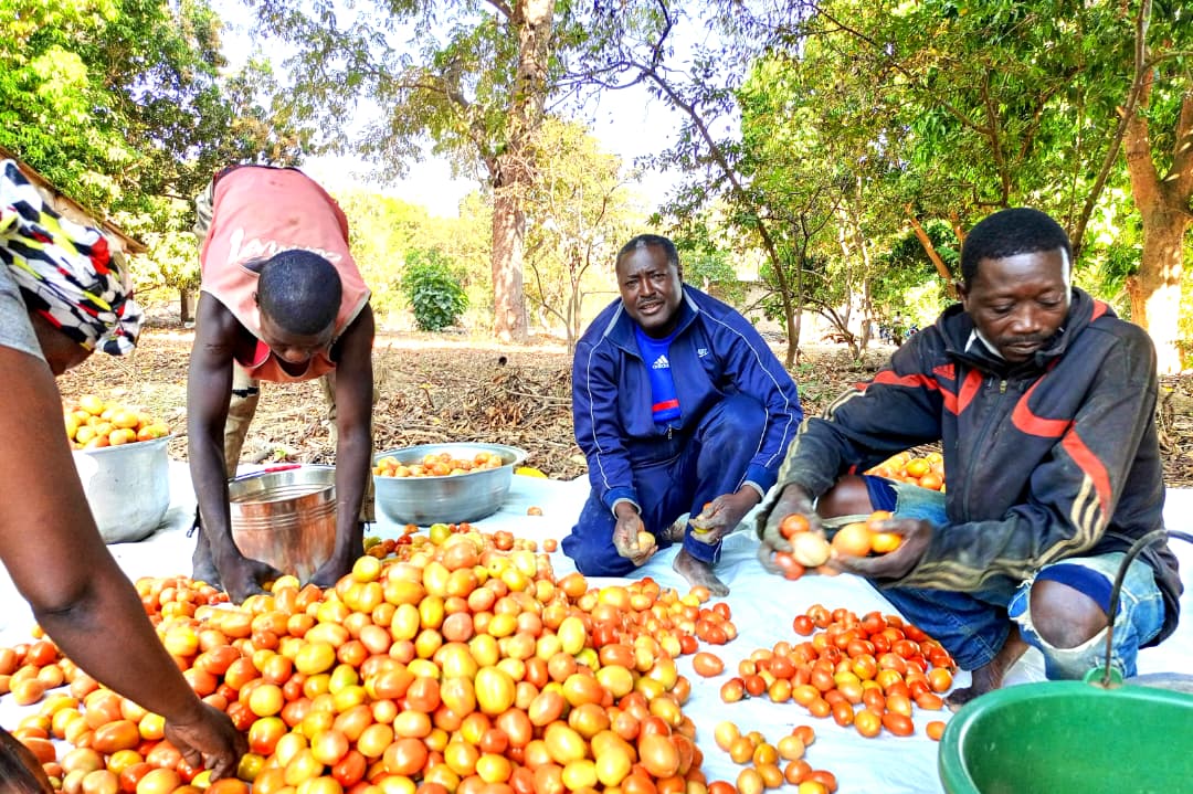 Moyen-Chari : Les premières tomates du projet RENFORT arrivent sur le marché