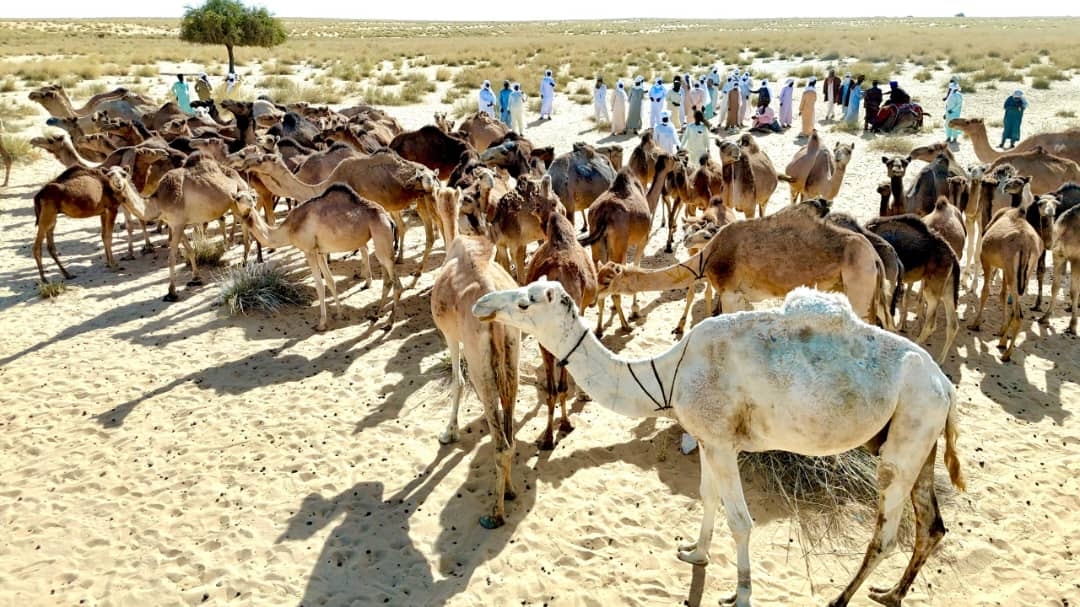 Tchad : le clan Ourda (Donza) offre 100 têtes de dromadaires au Maréchal Mahamat Idriss Deby Itno