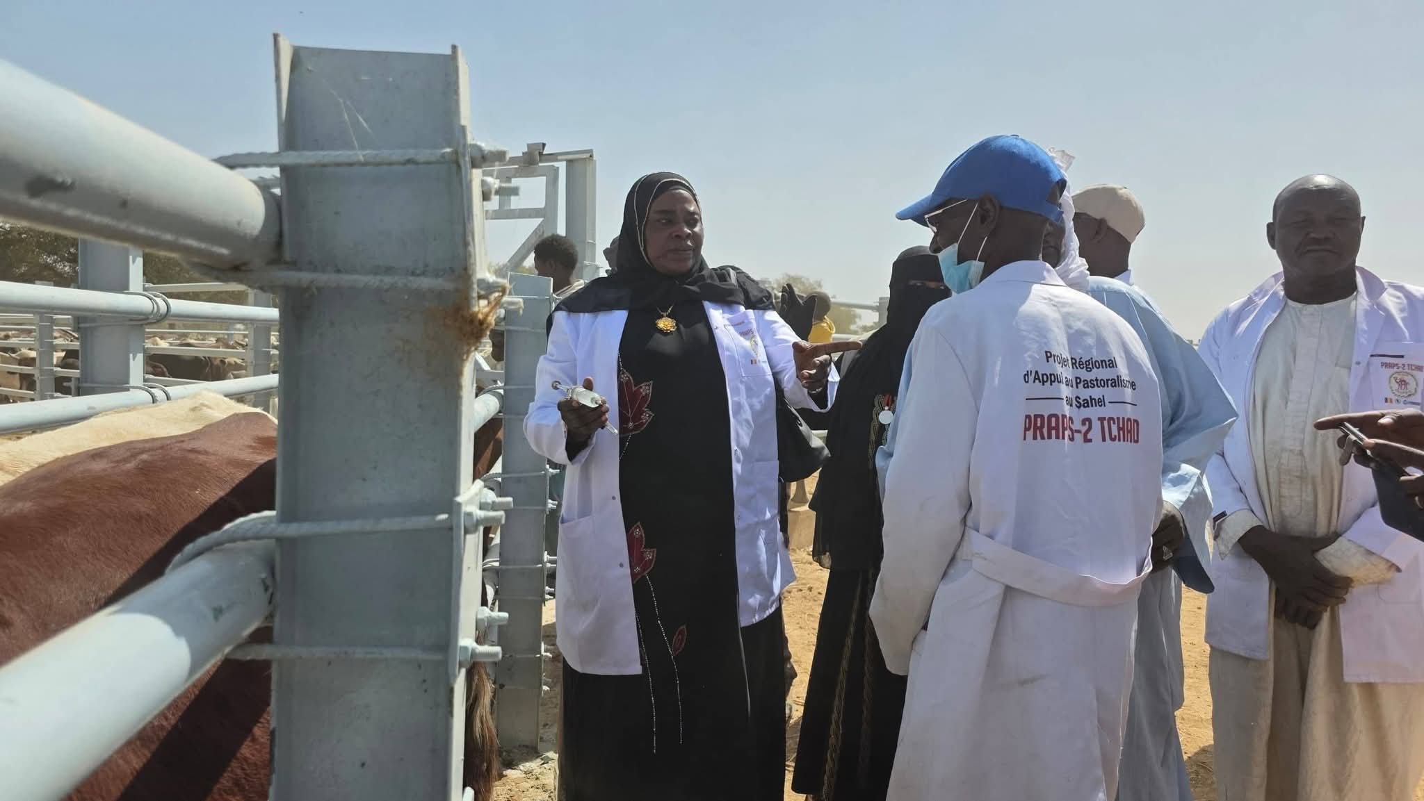 Santé Animale : Le Ouaddaï en offensive contre la PPR et la PPCB