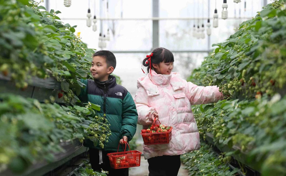 Children pick strawberries in a greenhouse in Jurong, east China's Jiangsu province. (Photo/Zhong Xueman)