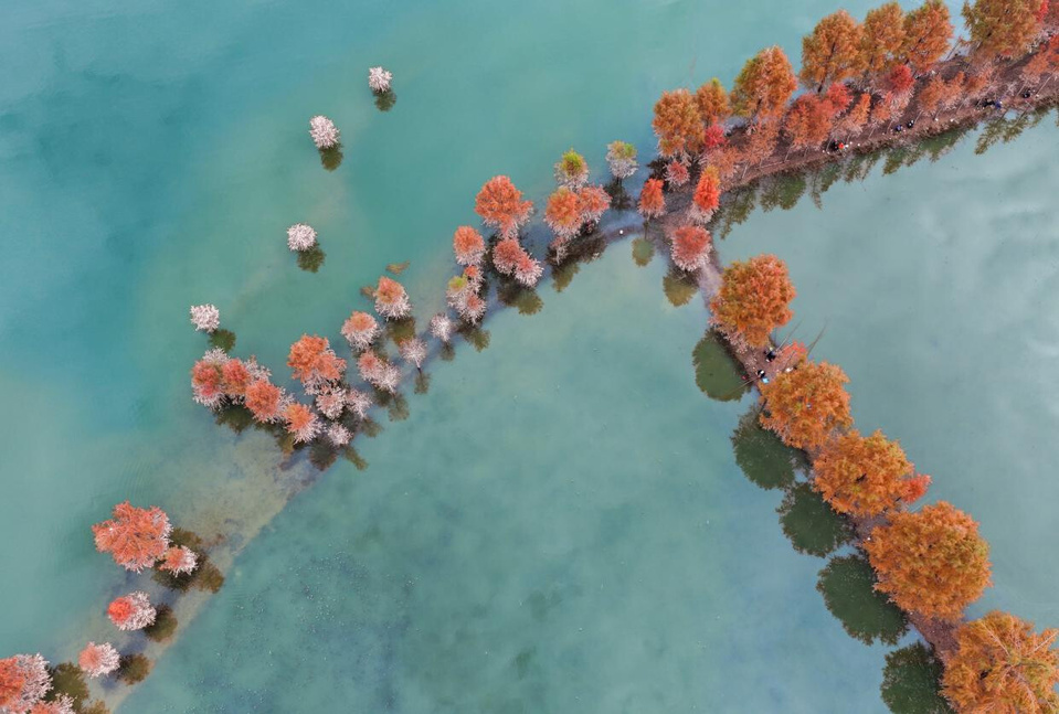 Photo shows Hanfeng Lake National Wetland Park in Kaizhou district, southwest China's Chongqing municipality. (Photo/Tan Changfan)