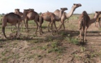 Tchad : une exportation illicite de 112 femelles dromadaires interceptée