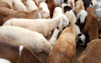Tchad : "la santé animale valorise les filières"