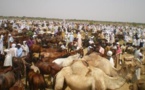 Tchad : les éleveurs formés afin de renforcer la filière bétail-viande