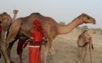 Tchad : la vaccination doit être "élargie aux dromadaires"
